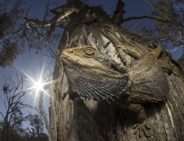 Image showing a bearded dragon on a tree, titled "The Dragon and the Sun" by Damien Esquerre (Overall Winner - Capturing Ecology 2024)