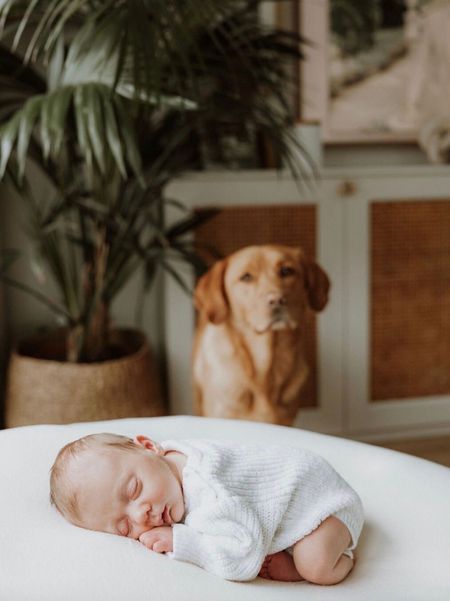 a family shoot at home featuring a newborn baby sleeping on a bed and a dog in the background